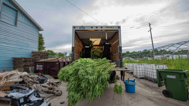Canadian Police seize $150 million in weed, weapons, and 3 f*@#en kangaroos!