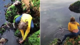 11-year-old Tassie Sheila rescues stranded shark – with her bare hands