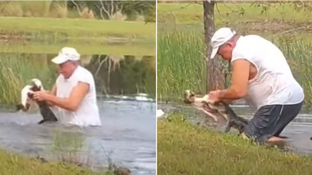Legend from Florida saves drowning puppy from jaws of Alligator