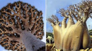 Facebook user shares some of the most incredible tree photos from across the globe