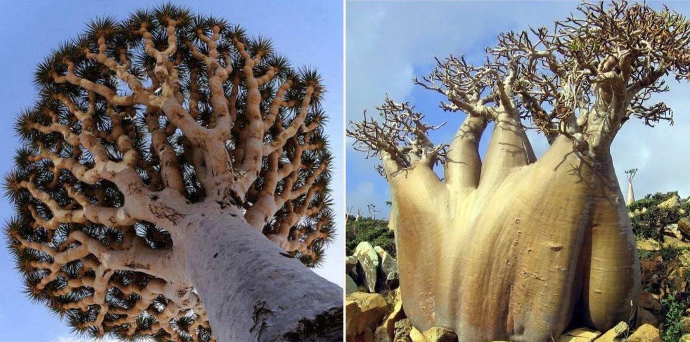 Facebook user shares some of the most incredible tree photos from across the globe