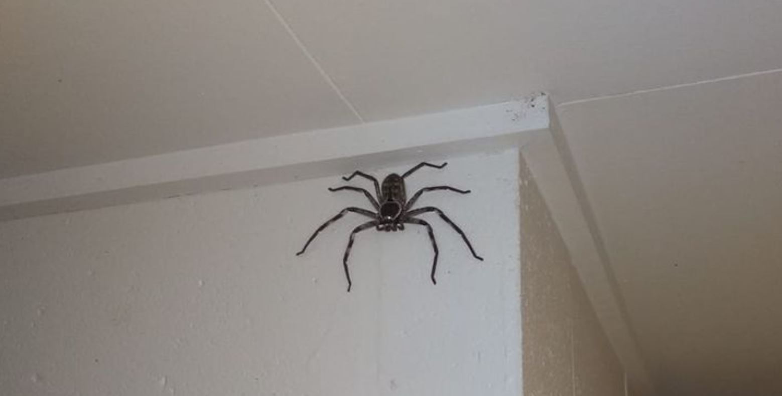 Aussie bloke’s been living with this humongous spider for the last year