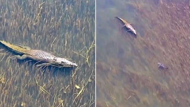 The moment a bull shark comes face to face with a croc in Oz