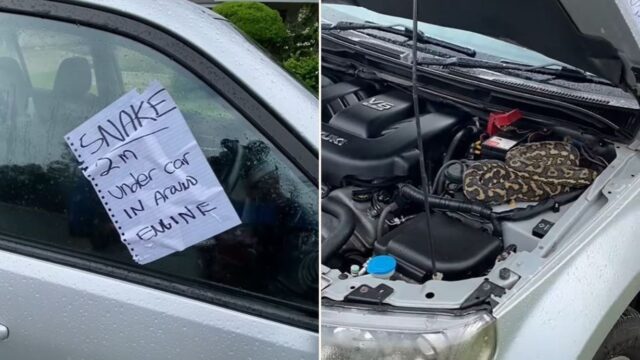 Anonymous bloke warns sheila of snake in car