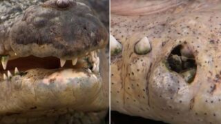 Bondi Vet has to remove three teeth from saltwater croc’s mouth
