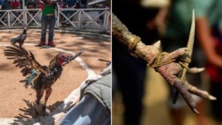 Knife-wielding rooster sends owner to Destination F@*#ed trying to escape cockfight