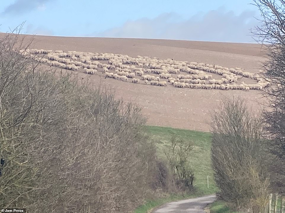 Bloke discovers mysterious “sheep circle” containing hundreds of sheep