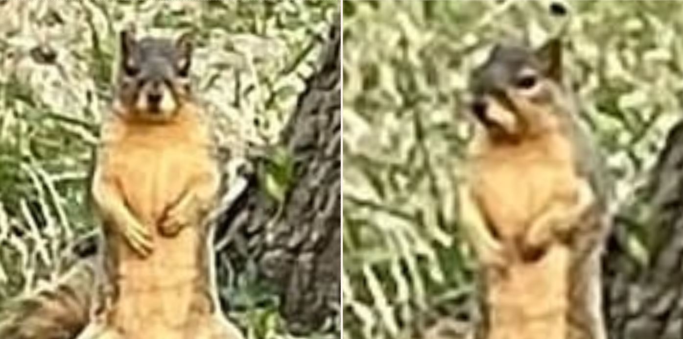 This squirrel was photographed showing off his bloody big nuts