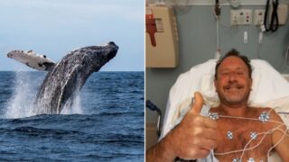 Lobster diver swallowed whole by humpback whale while fishing