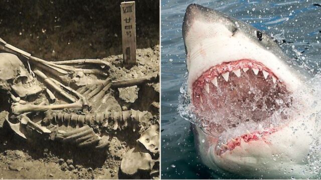 Scientists find oldest human shark attack remains, over 3,000 years old!