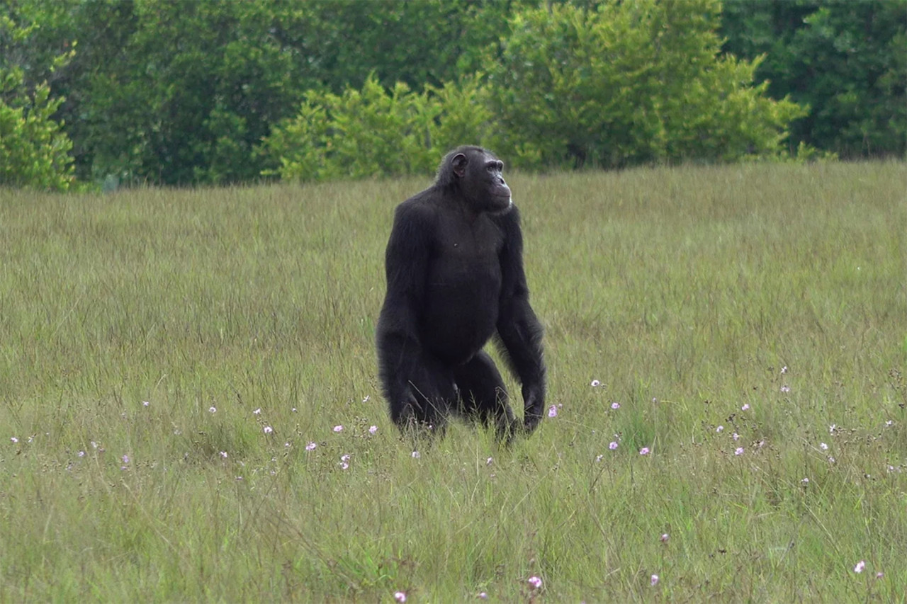 Chimpanzees are attacking gorillas unprovoked for the first time