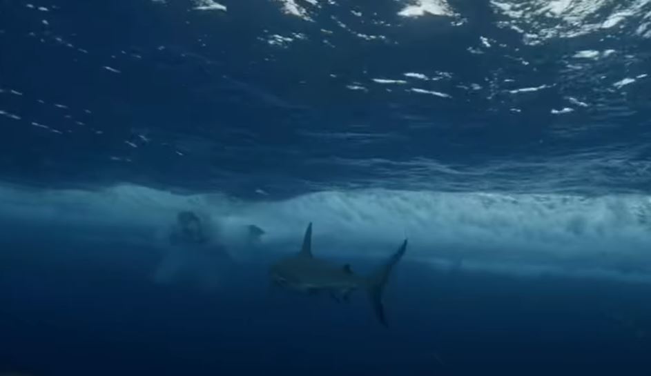 Jackass star mauled by shark in stunt-gone-wrong