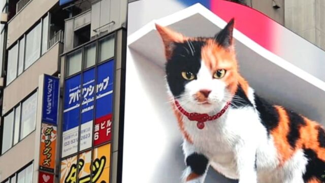 A giant 3D Cat has taken over one of Tokyo’s biggest billboards