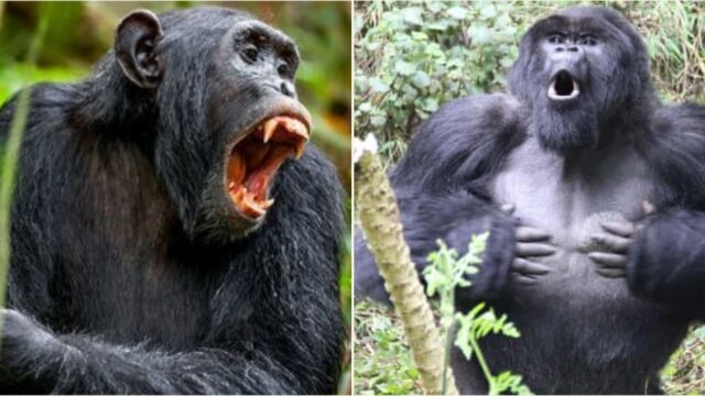 Chimpanzees are attacking gorillas unprovoked for the first time