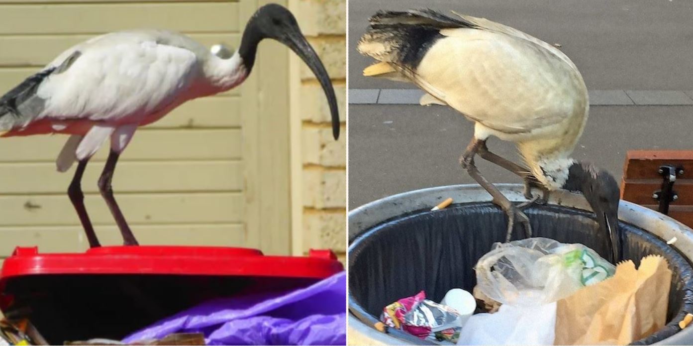 People are demanding that the 2032 Olympic mascot is Brisbane’s bin-chicken, the Ibis!