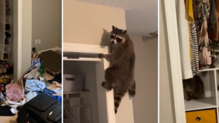 Sheila live tweets from her bedroom as racoons break into her NY apartment