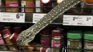 Massive bloody python says hello in Sydney supermarket