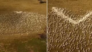 NSW farmer uses sheep art to provide stunning heartfelt tribute to late aunt