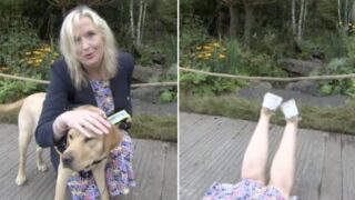 TV Presenter taken out and dragged to the ground by guide dog on live TV