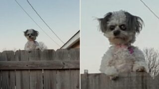 Is this the creepiest dog in the world?