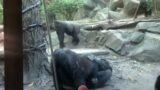 Gorillas engaged in explicit fellatio in front of shocked zoo visitors