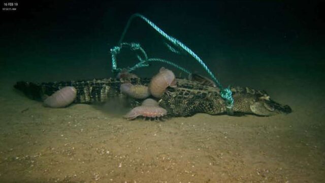 Scientists dropped dead alligators to ocean floor and discovered a new bone-eating creature