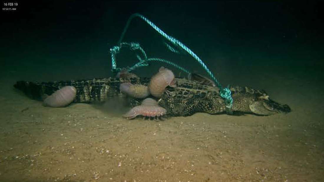 Scientists dropped dead alligators to ocean floor and discovered a new bone-eating creature