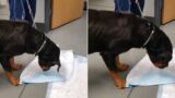 Dog casually throws up adult toy while at the Vet