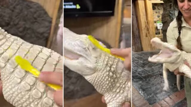 Meet Coconut the smiling alligator who loves a good f**ken scrub!