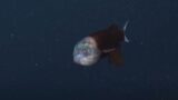 Researchers capture footage of rare fish with transparent head