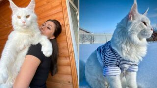 This woman’s cat is so big, people mistake it for a dog!