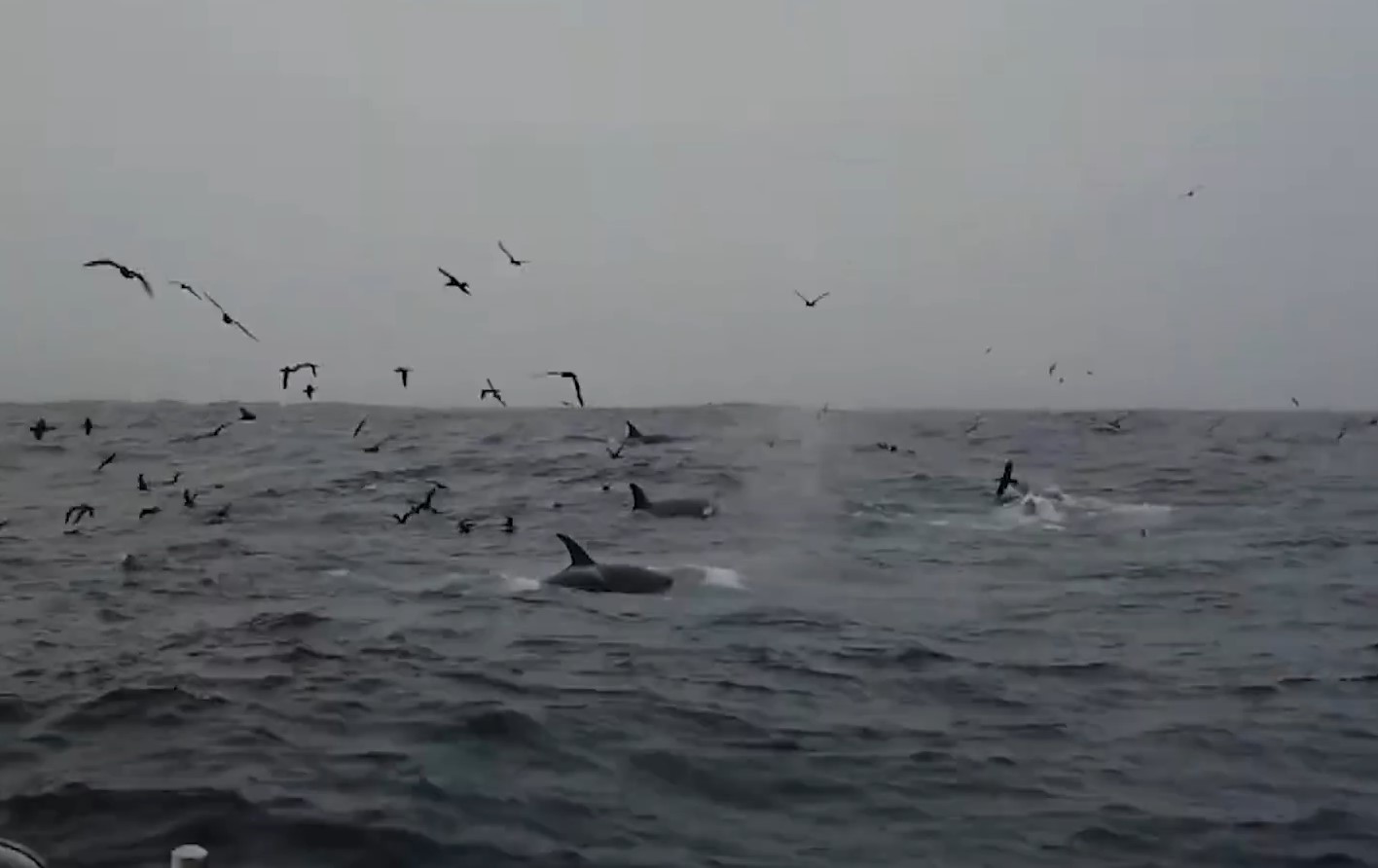 Orcas filmed hunting blue whales and eating their tongues in brutal attacks