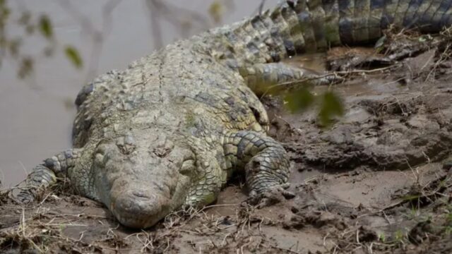 Scientists discover giant croc with baby dinosaur still in its stomach