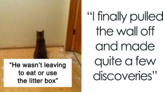 Bloke makes epic discovery after cat become obsessed with single wall in house