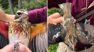 Bloody rare gender-neutral bird found in the US