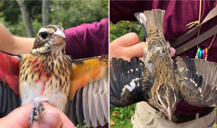 Bloody rare gender-neutral bird found in the US
