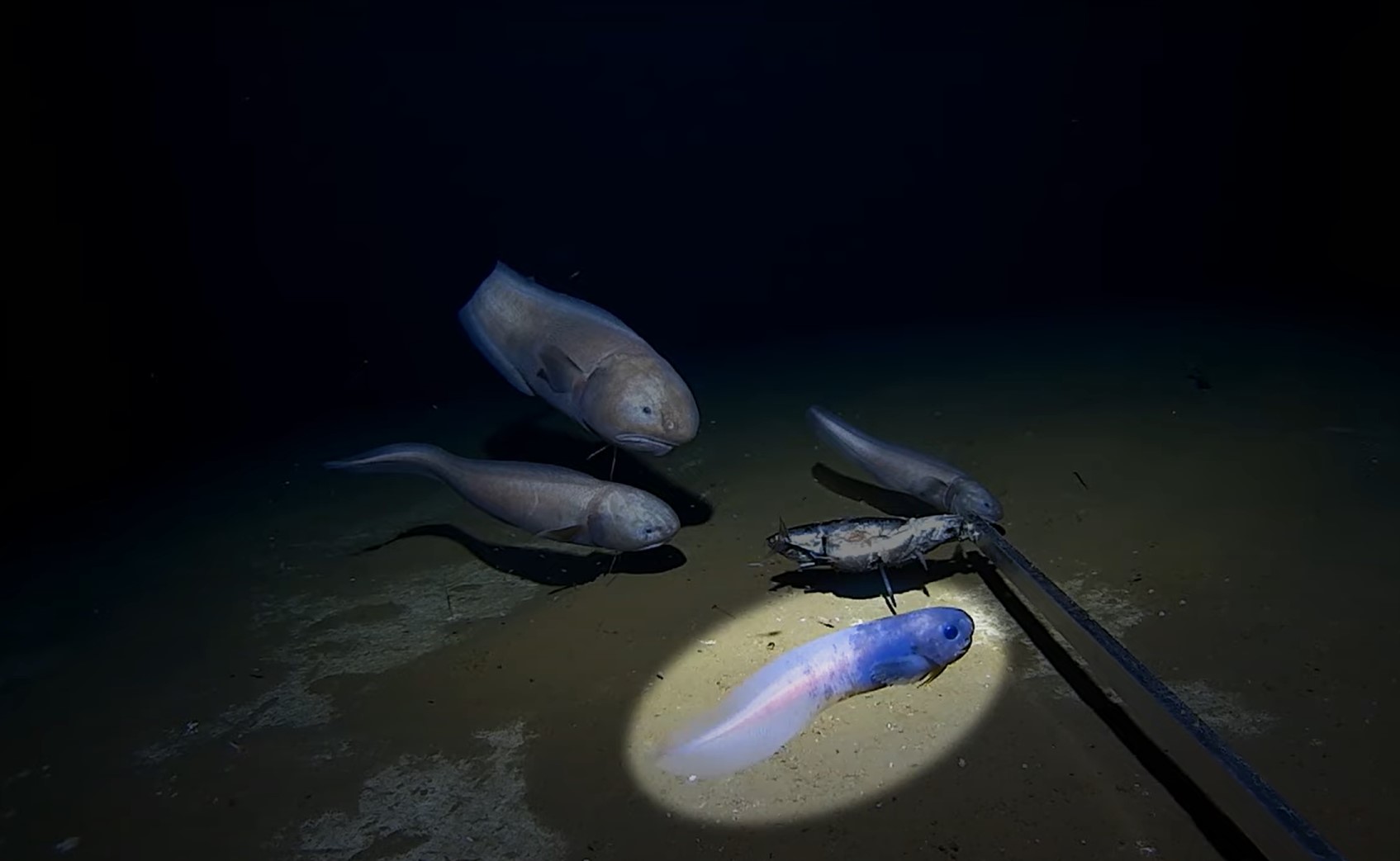 Scientists find deepest fish ever caught off Australian coast