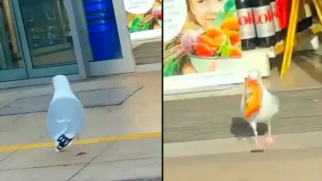 Thieving seagull makes frequent raids on local shop, no one can stop the b*stard!