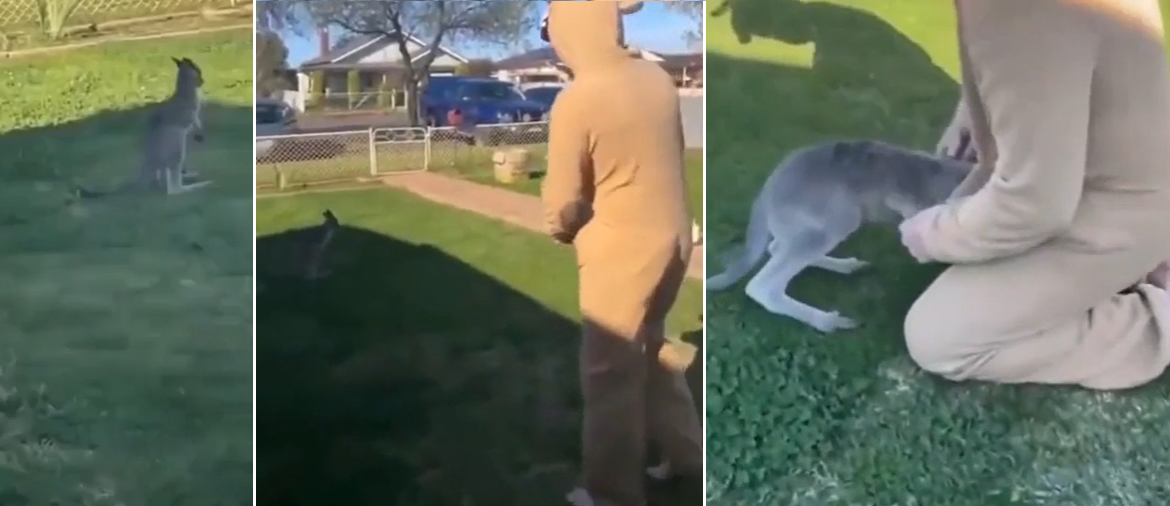 Baby roo won’t leave backyard, so bloke puts on onesie to see what happens
