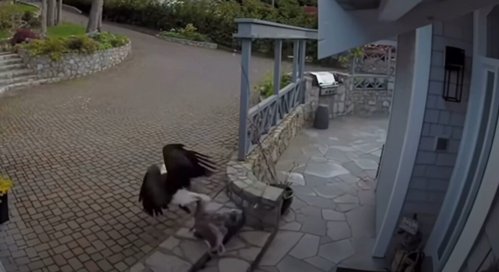 Topless breastfeeding mum saves pet goose from eagle while feeding bub!