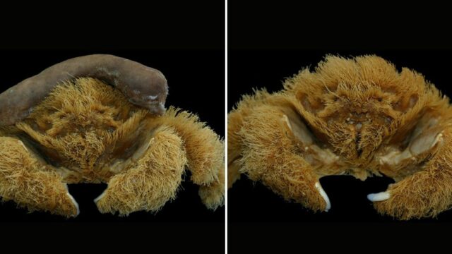 Newly discovered crab species fashions it’s own hat out of Sea Sponges