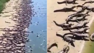 The truth behind Brazil’s ‘Crocodile invasion’!